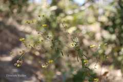 Pentanema indicum